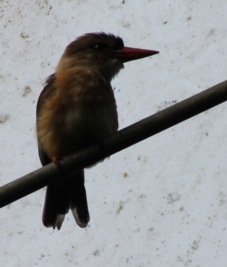 Brown-hooded kingfisher