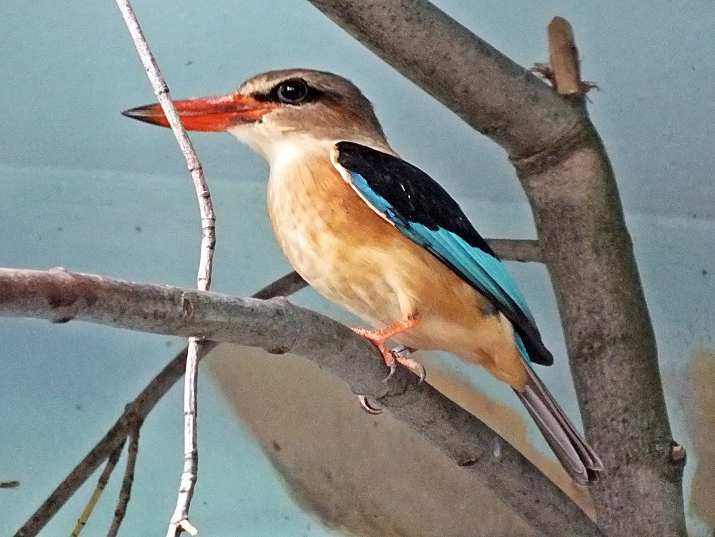 Brown-hooded kingfisher