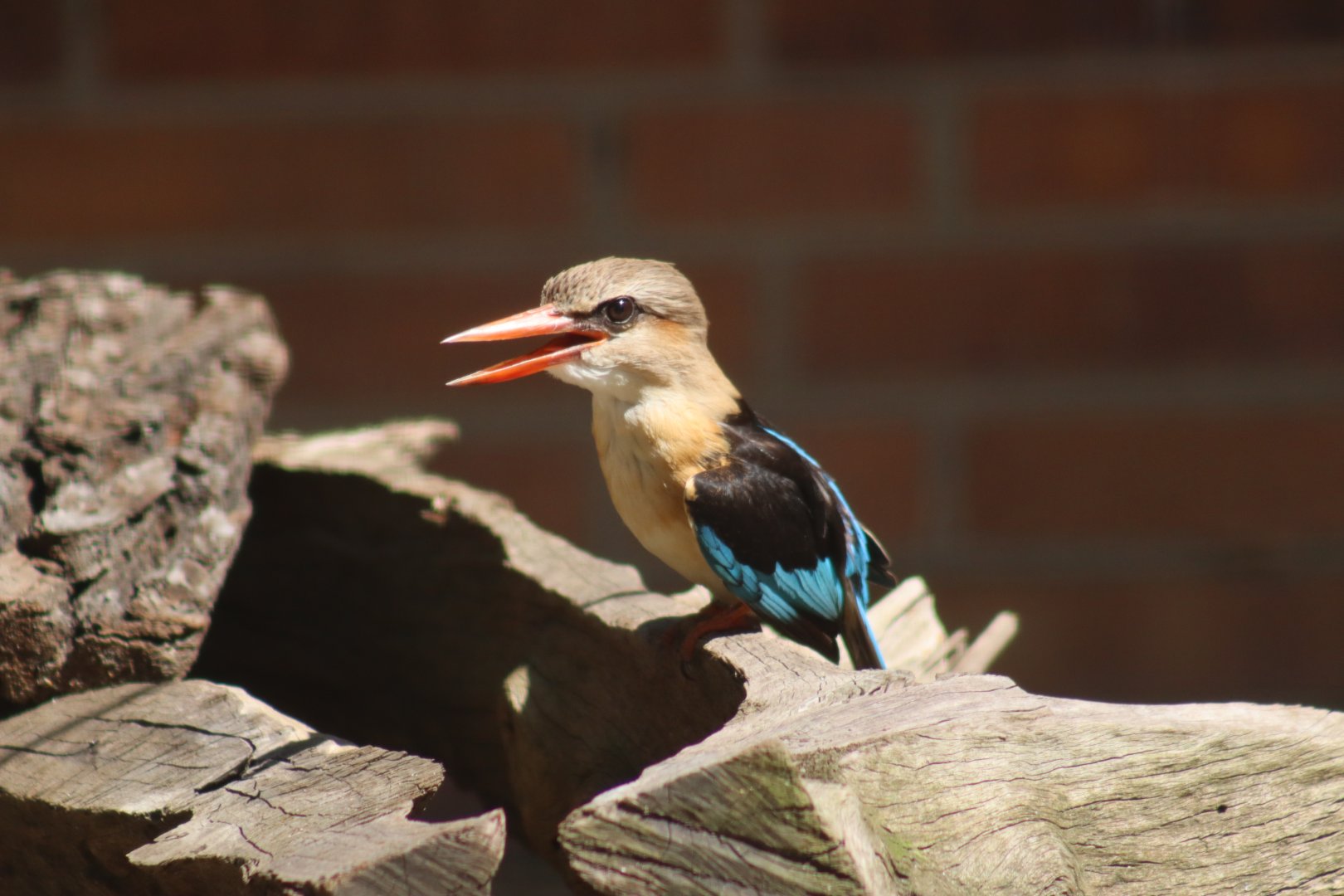 Brown Hooded Kingfisher
