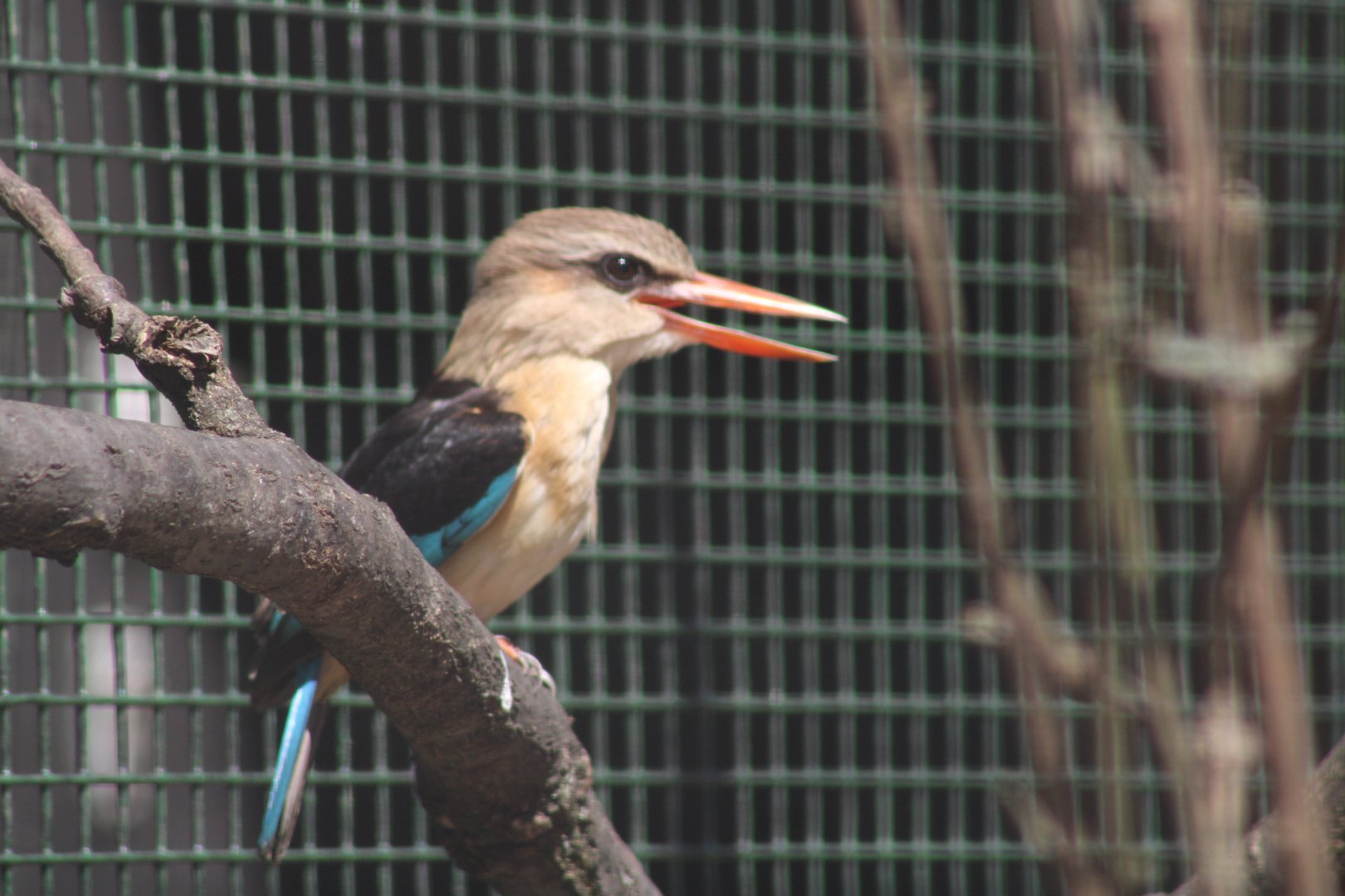 Brown-hooded Kingfisher