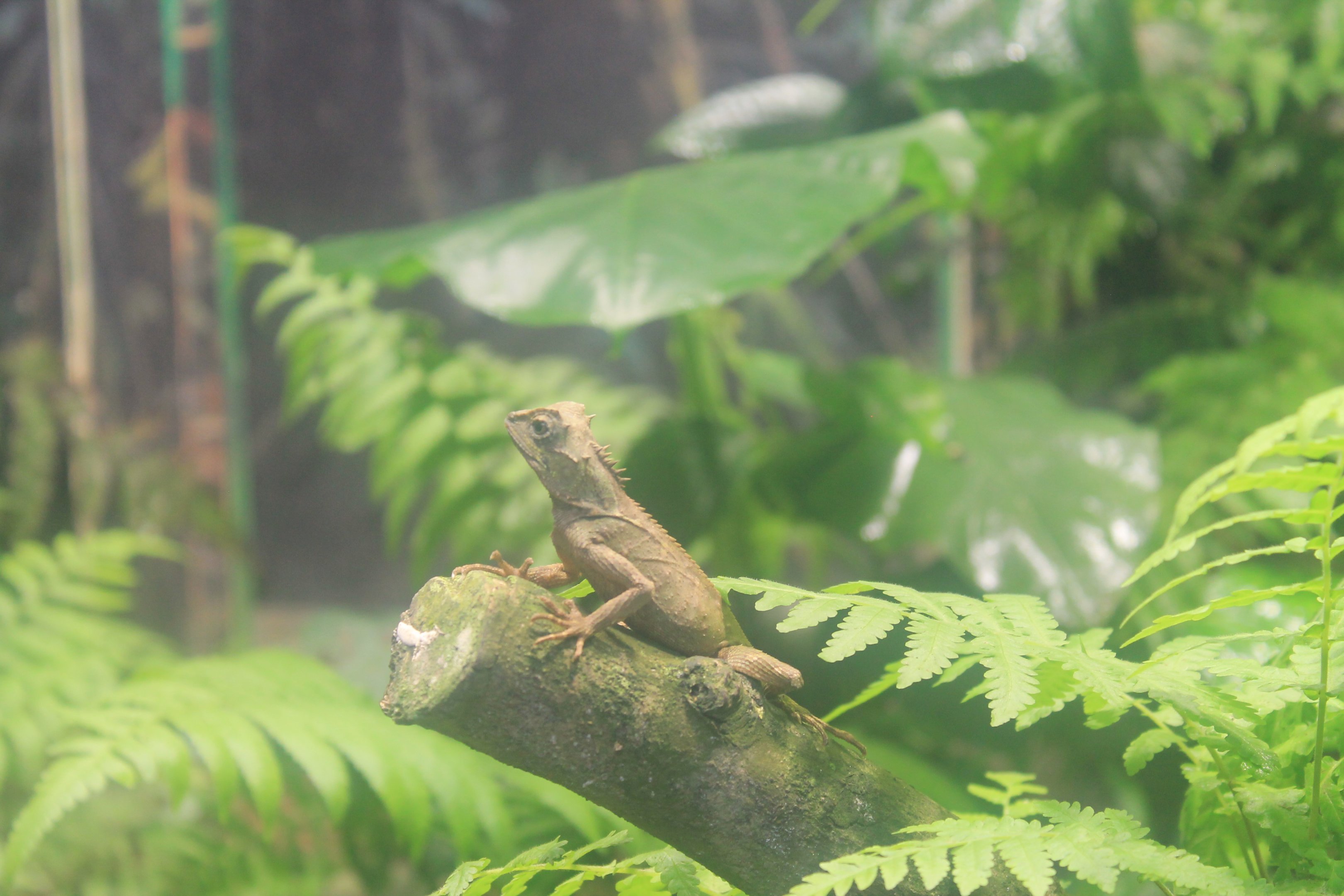 Brown Horn-headed Lizard (Acanthosaura lepidogaster)
