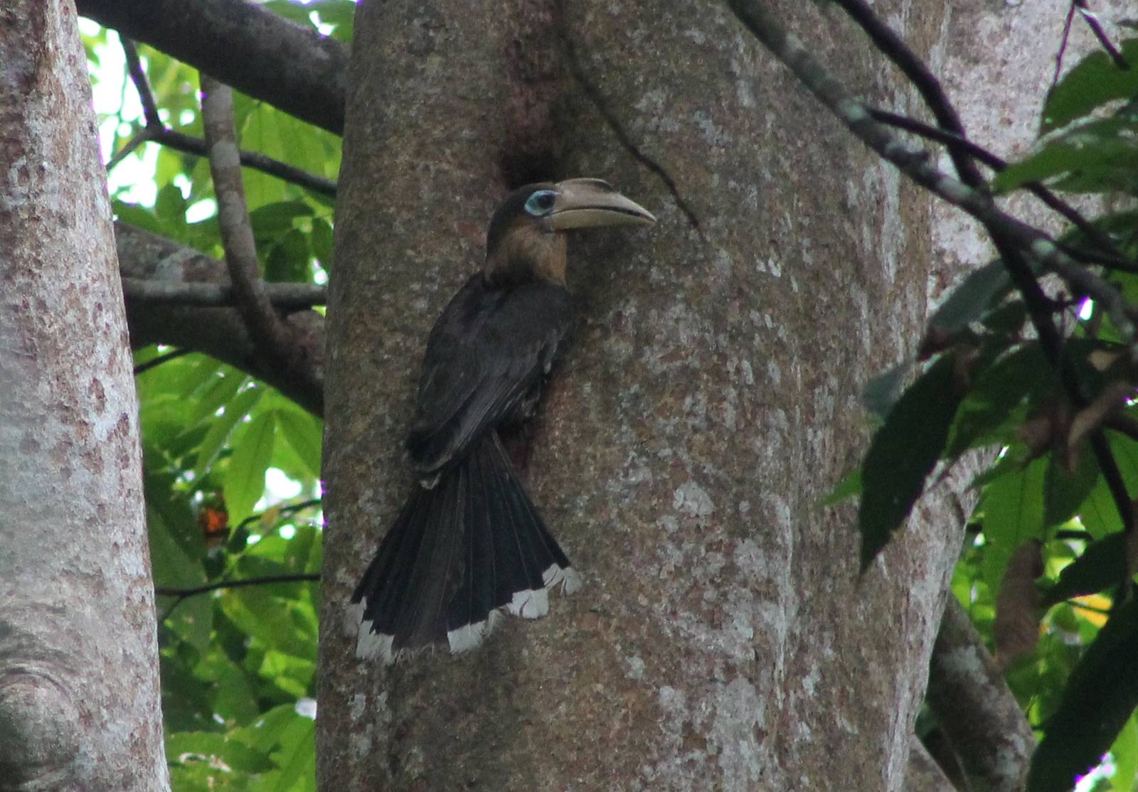 brown hornbill (Anorrhinus tickelli)