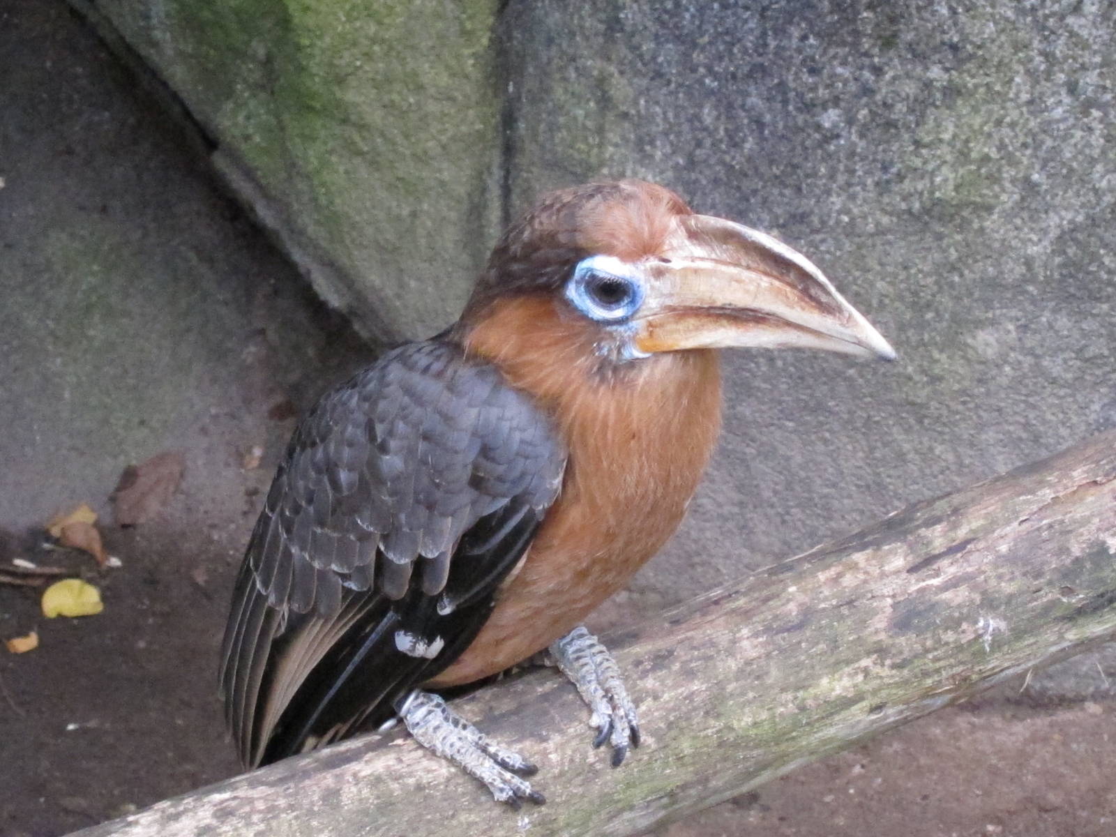 Brown Hornbill
