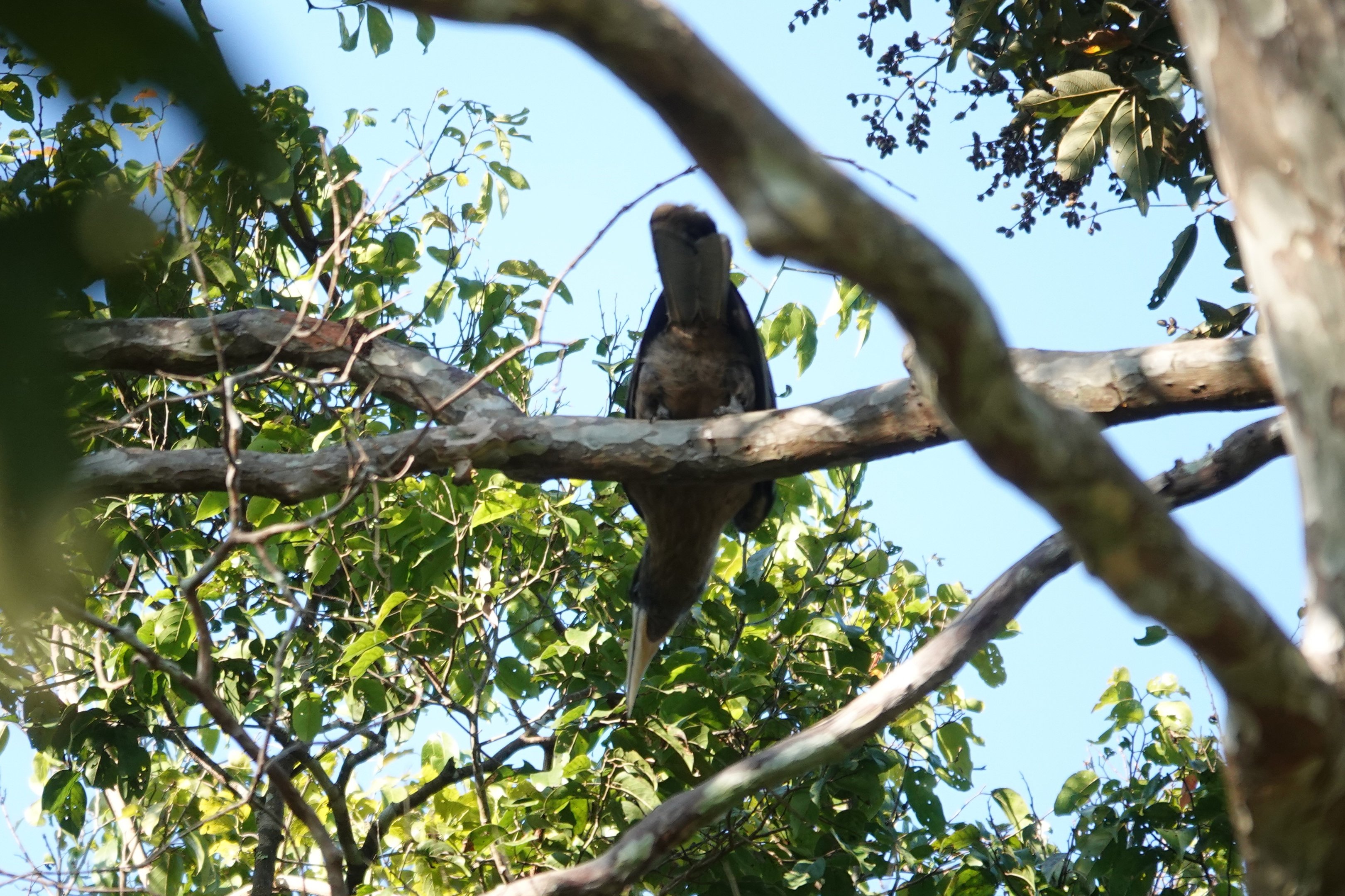 Brown Hornbill