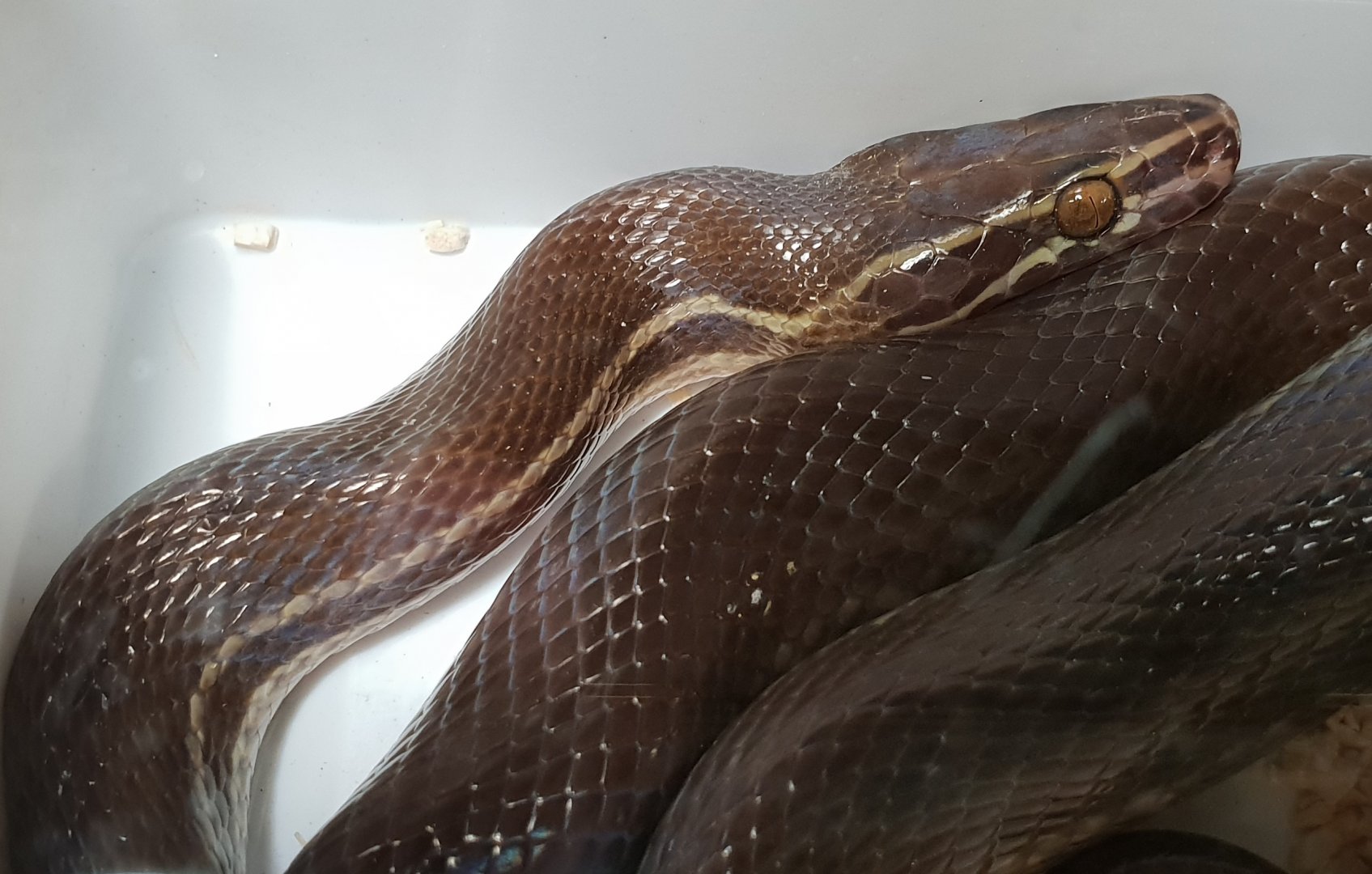Brown house snake - Boaedon fuliginosus