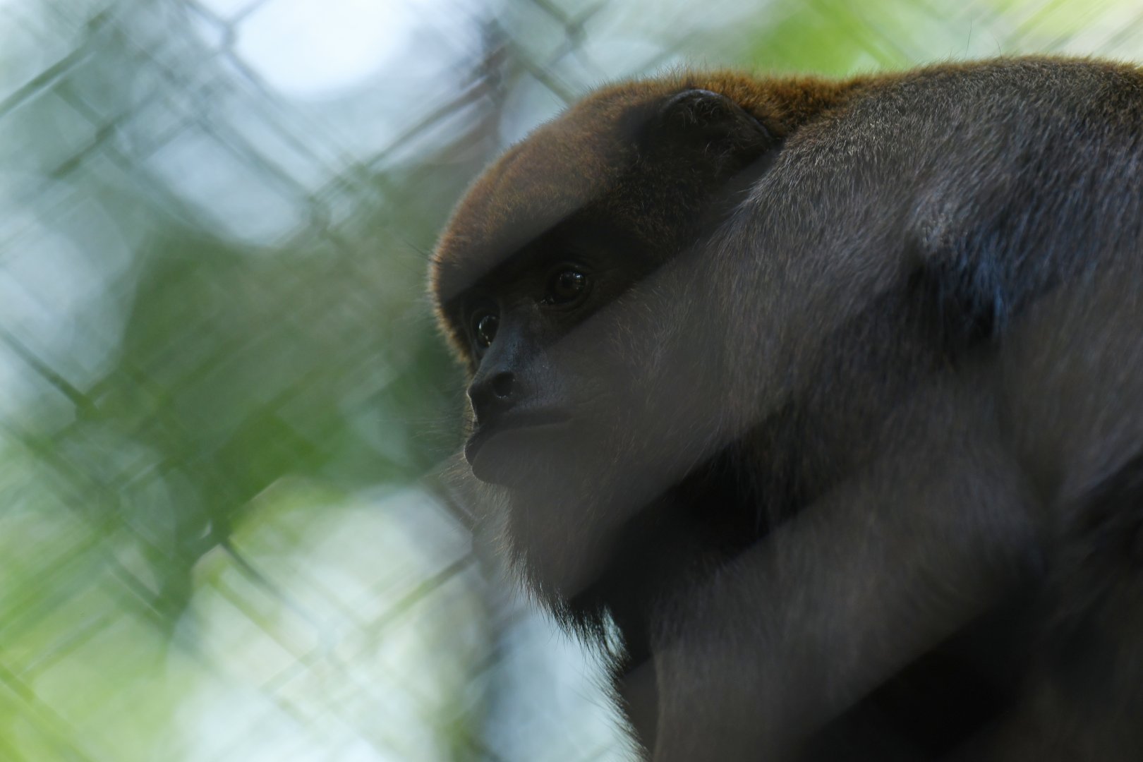 Brown howler (Alouatta guariba)