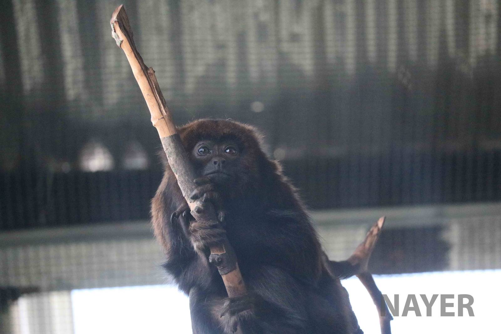 Brown howler, April 2016