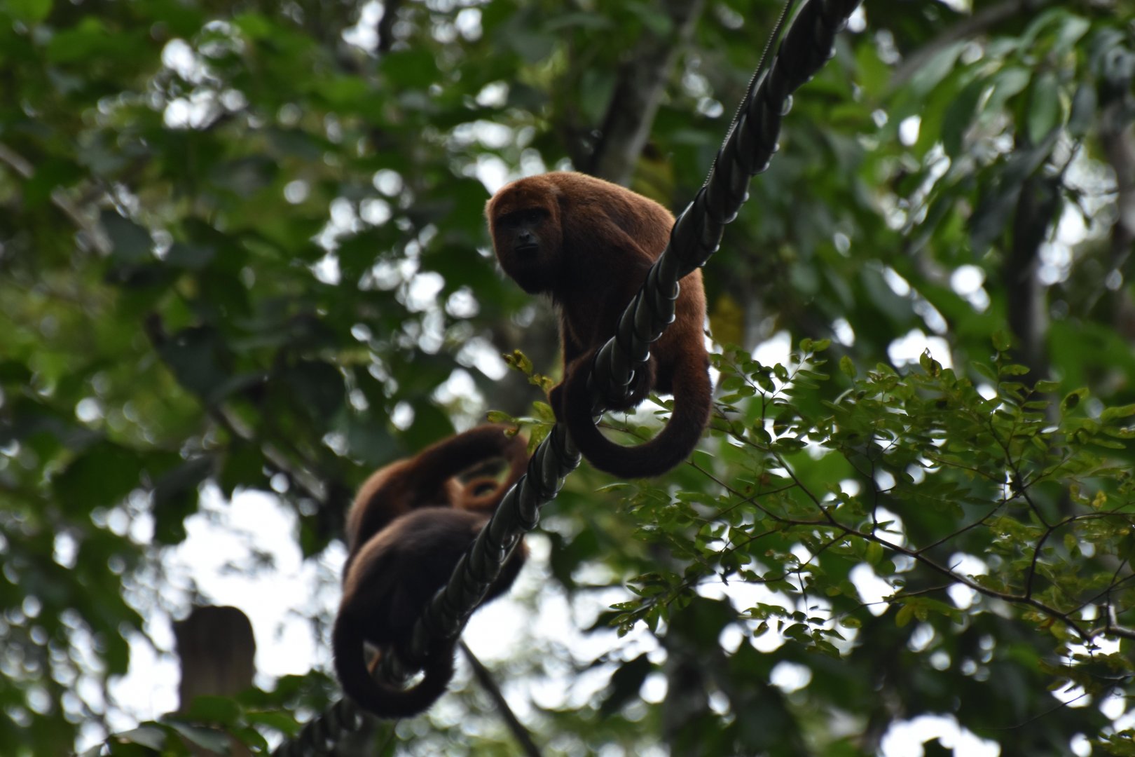 Brown howler monkey (Alouatta guariba clamitans)