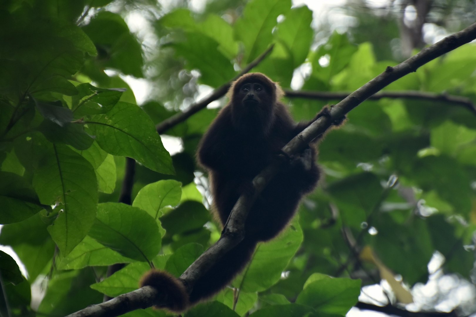 Brown howler monkey (Alouatta guariba clamitans)