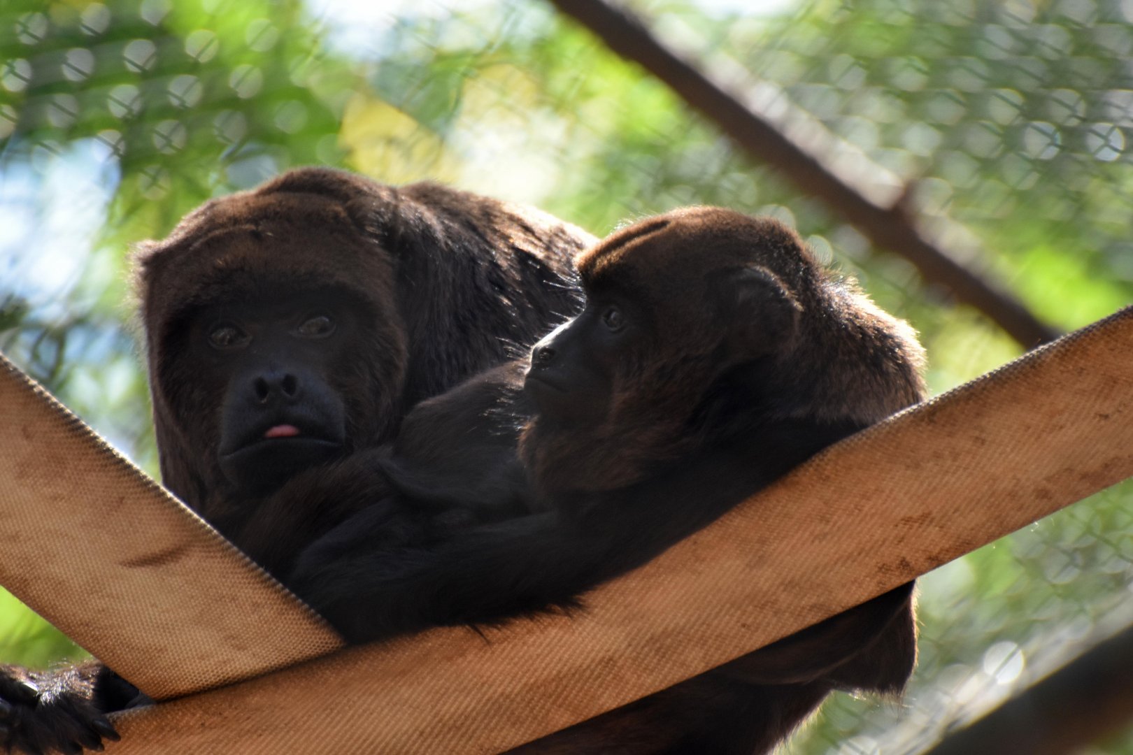 Brown howler monkey (Alouatta guariba)