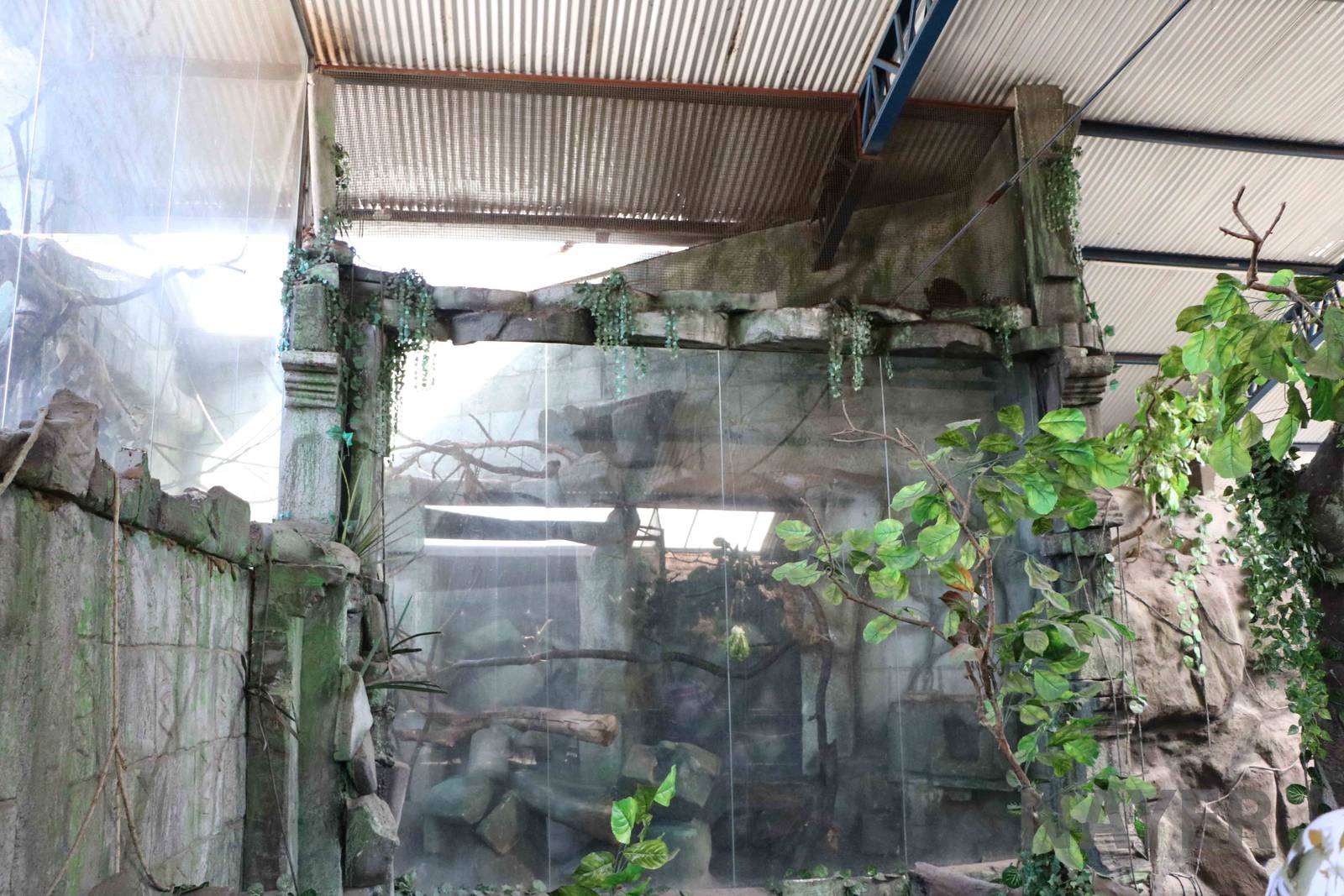 Brown howler monkey enclosure, April 2016