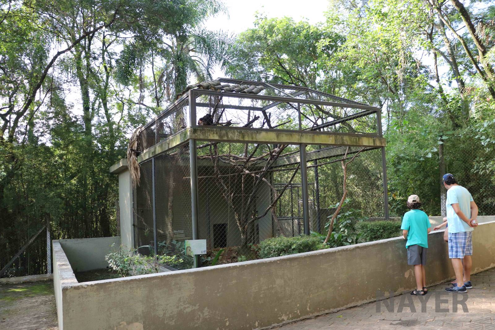 Brown howler monkey enclosure, April 2016