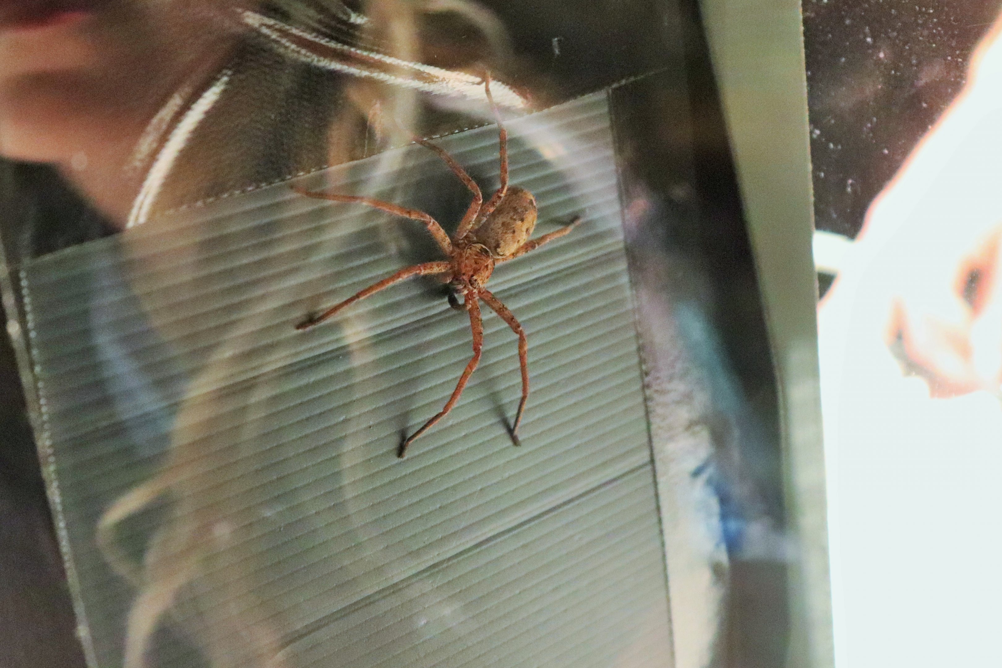 Brown Huntsman Spider (Heteropoda jugulans)