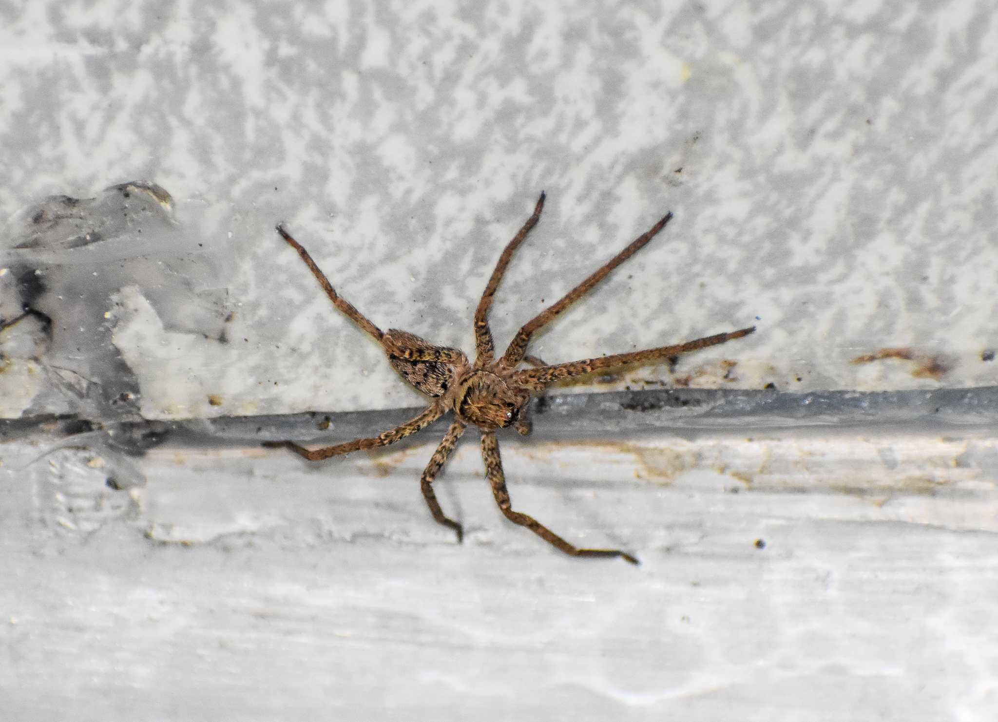 Brown Huntsman Spider (Heteropoda jugulans)