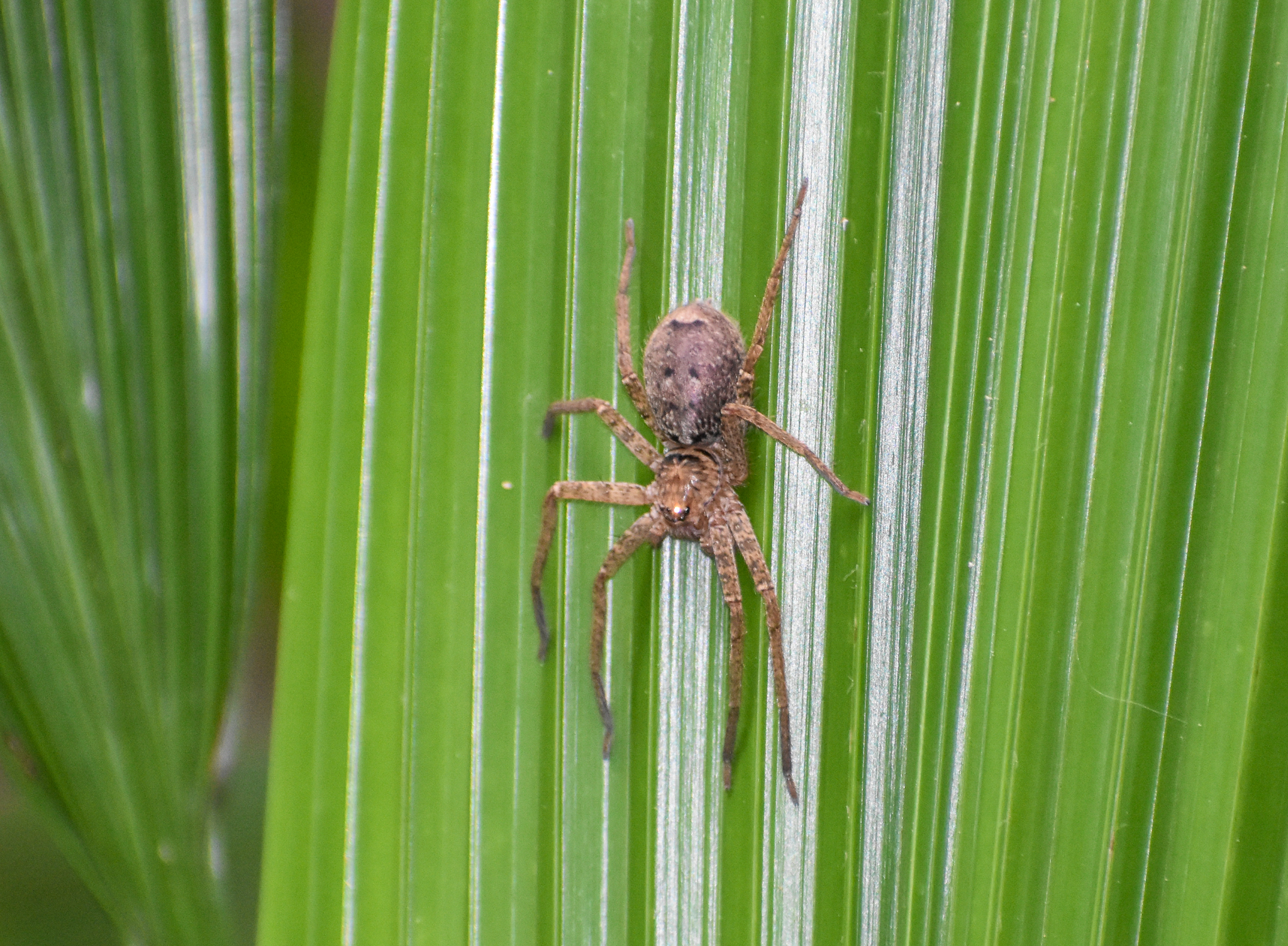 Brown Huntsman Spider