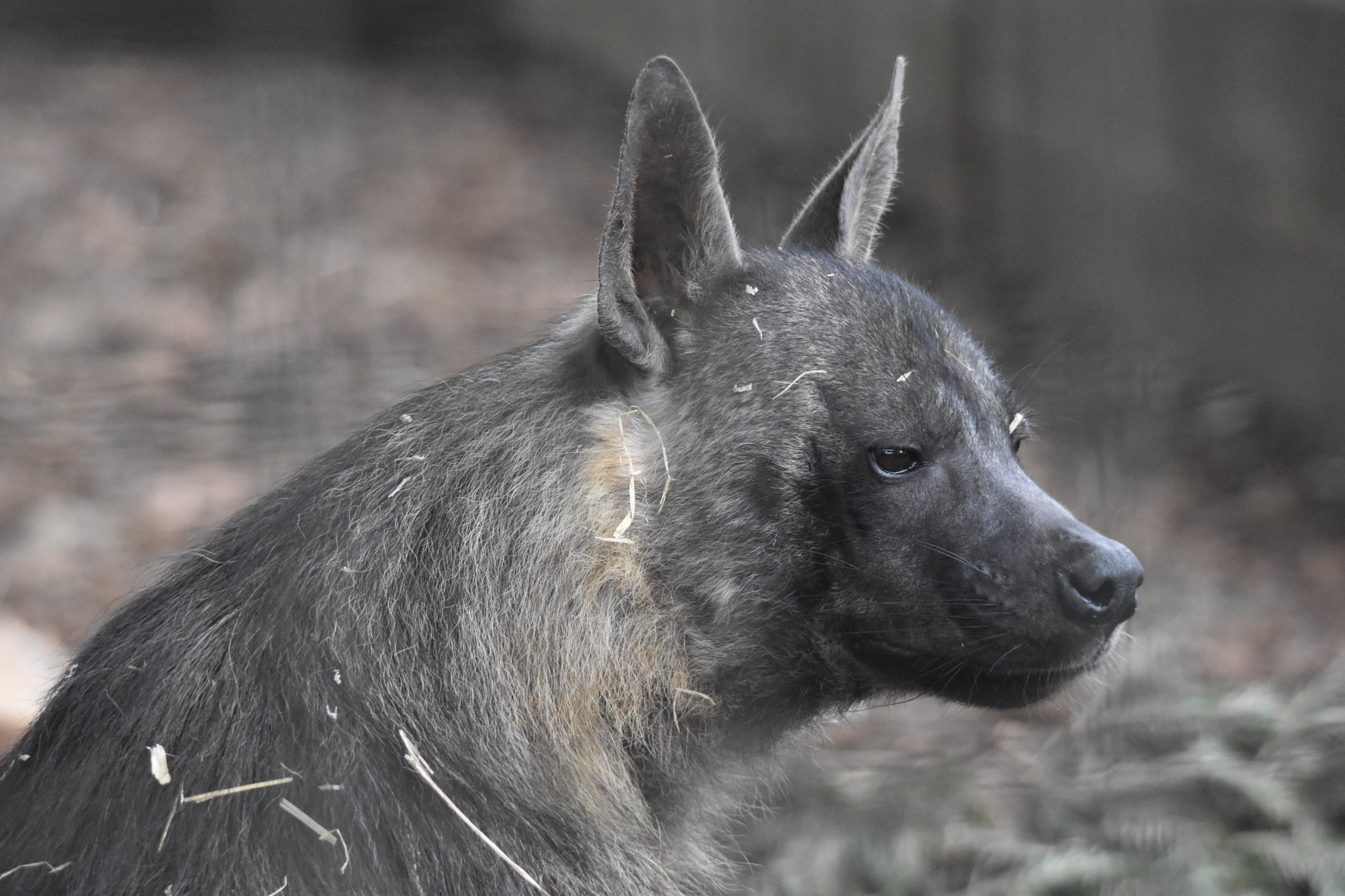 Brown Hyaena at Hamerton, 28th April 2024