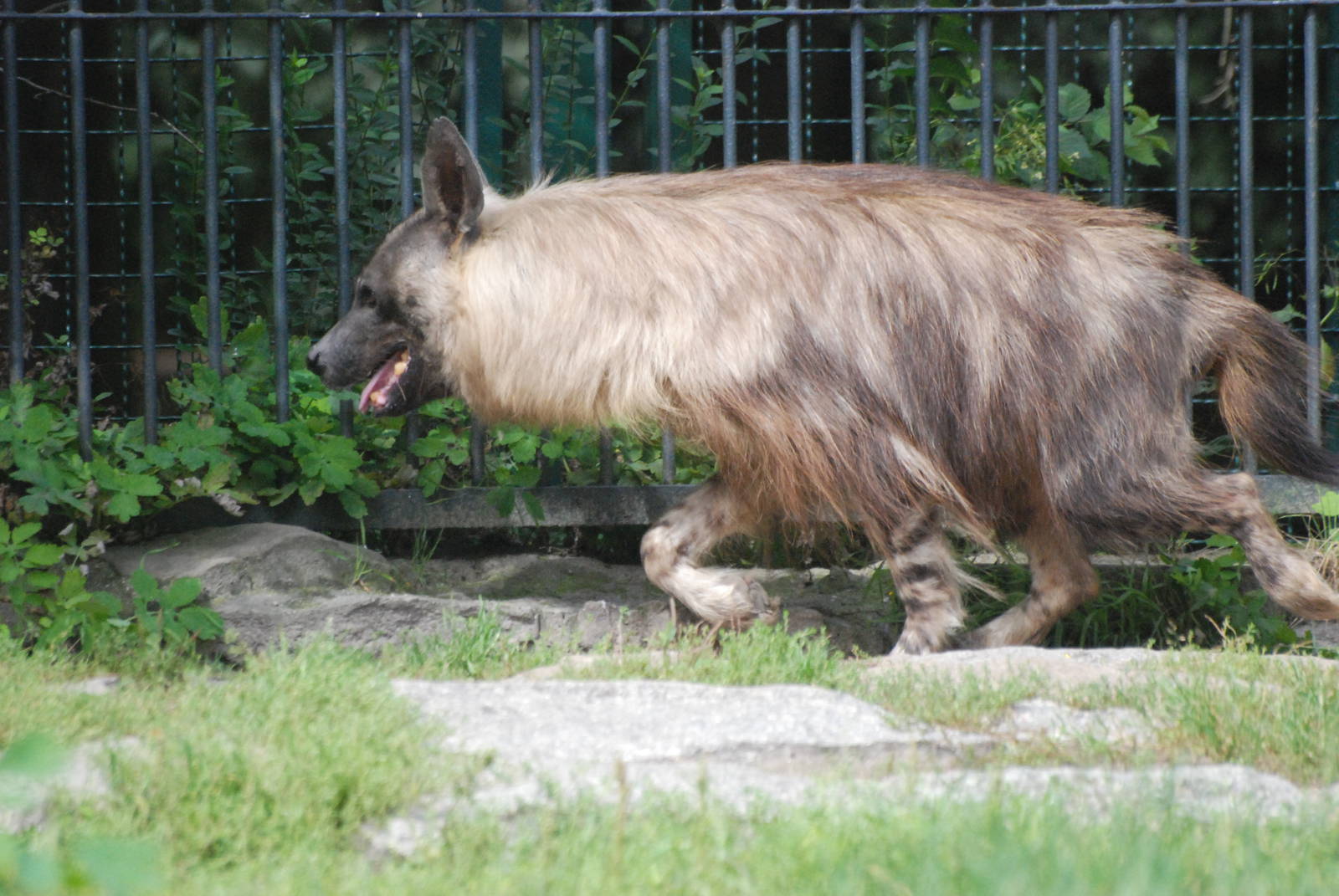 Brown Hyaena at Tierpark Berlin, 30/08/11