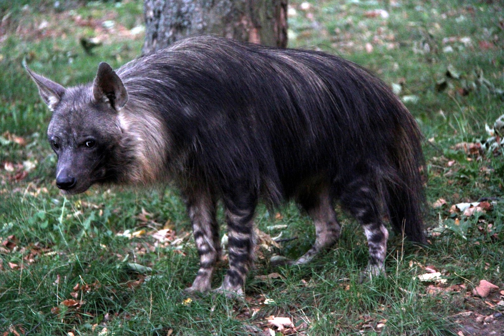 Brown hyaena (Hyaena brunnea)