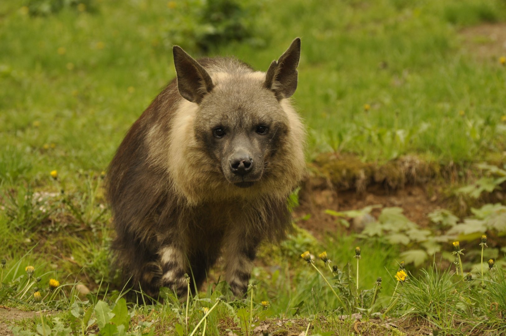 Brown hyaena Hyaena brunnea
