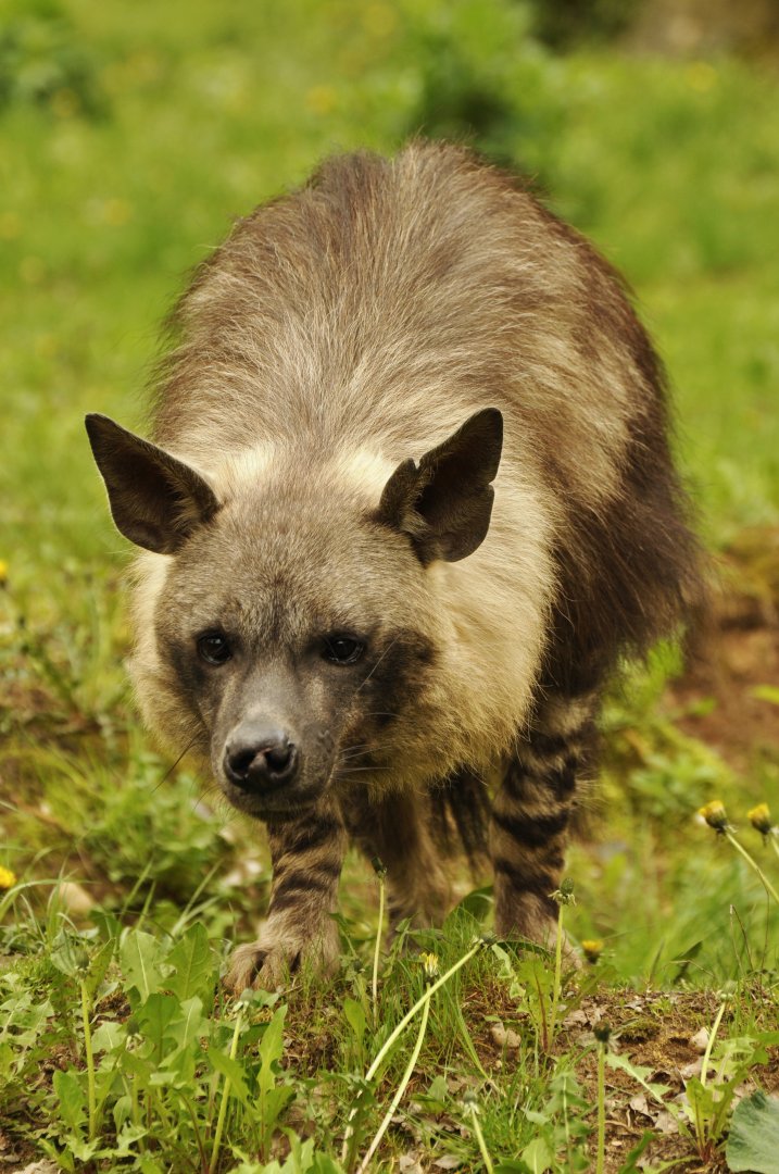 Brown hyaena Hyaena brunnea
