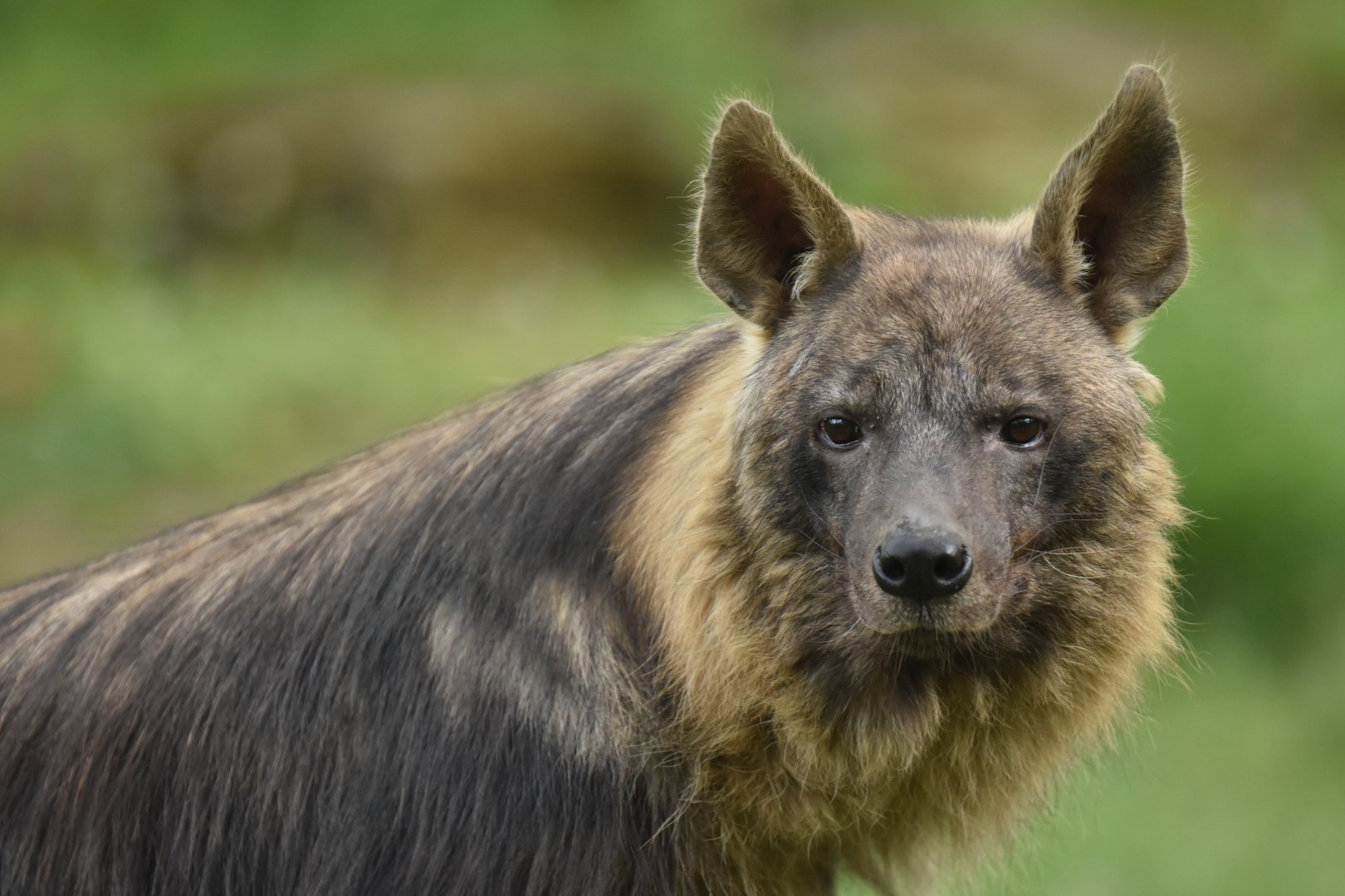 Brown hyaena Hyaena brunnea