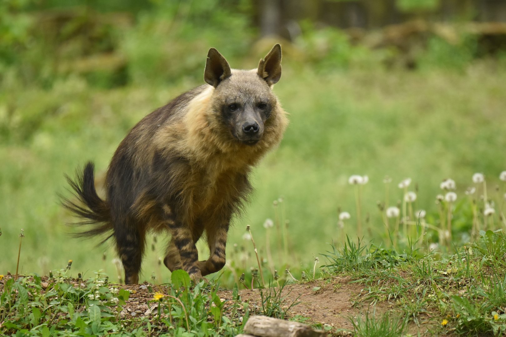 Brown hyaena Hyaena brunnea