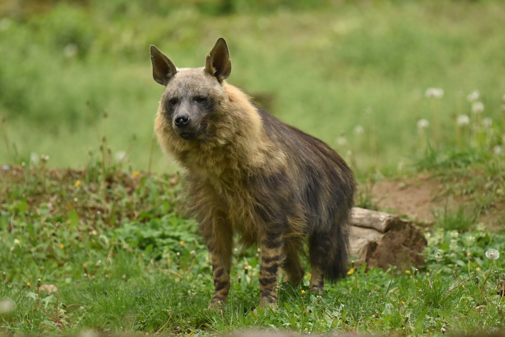 Brown hyaena Hyaena brunnea