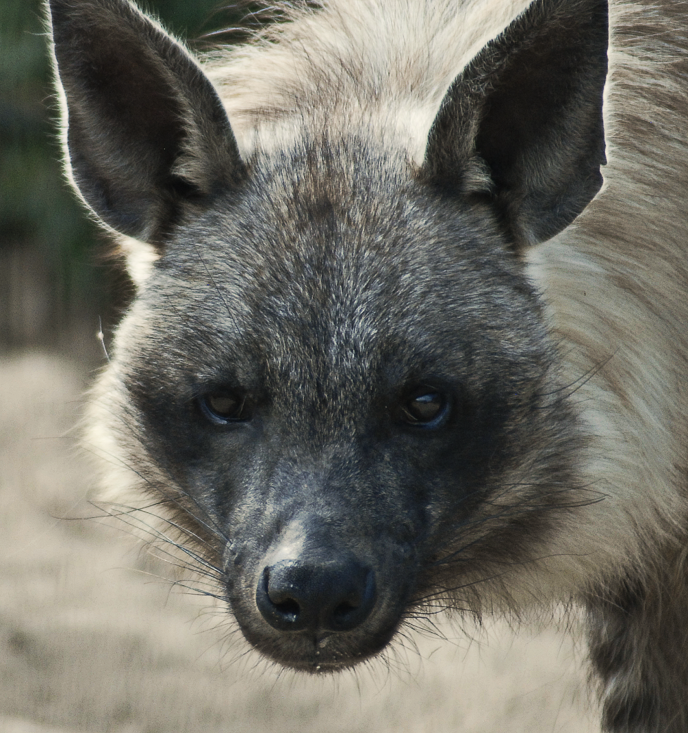 Brown Hyaena portrait - Wildktatzenzentrum Felidae 2022