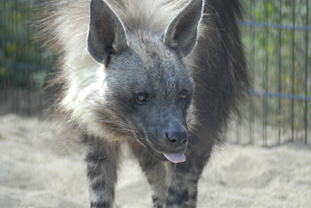 Brown Hyaena - Wildkatzenzentrum Felidae 2022