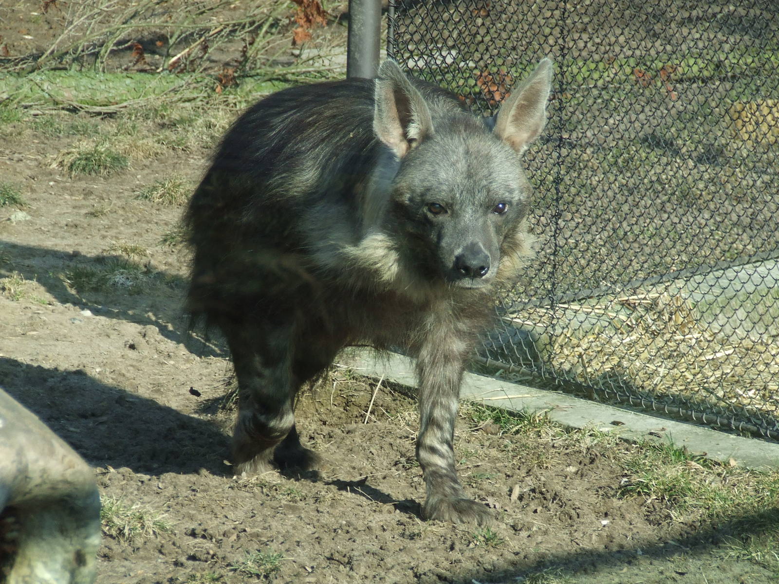 Brown Hyaena