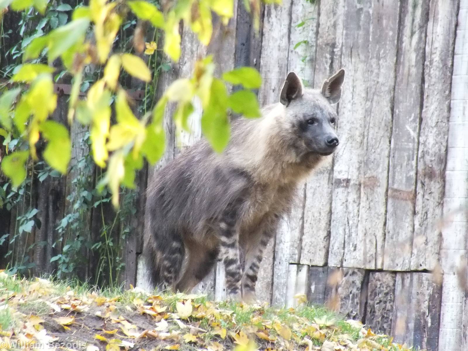 Brown Hyaena