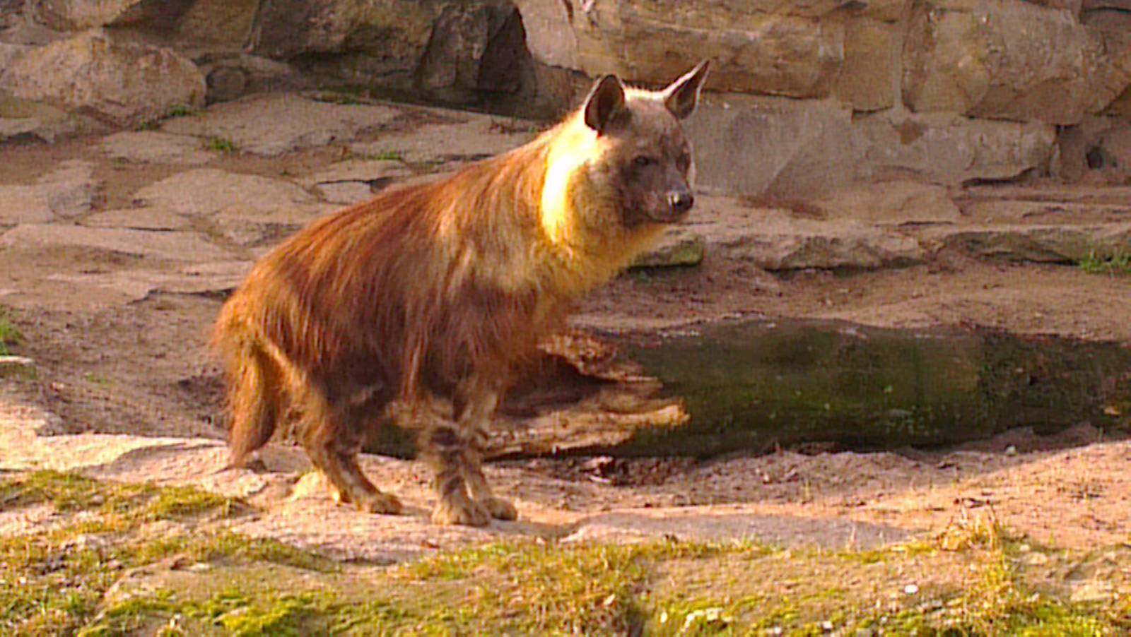 Brown Hyena 031213