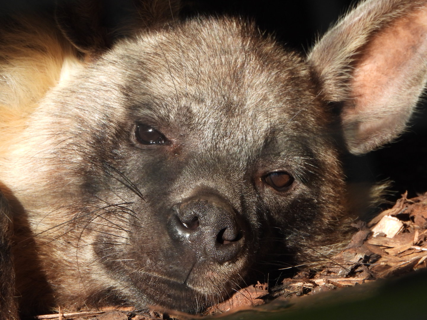 Brown Hyena- 6th November 2023