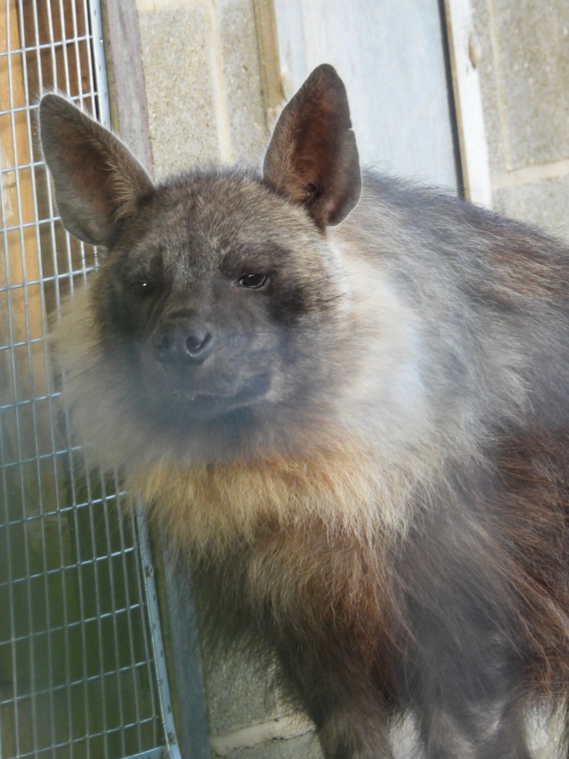 Brown Hyena- 6th November 2023