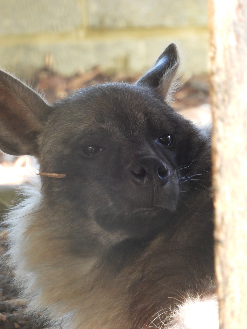 Brown Hyena- 6th November 2023