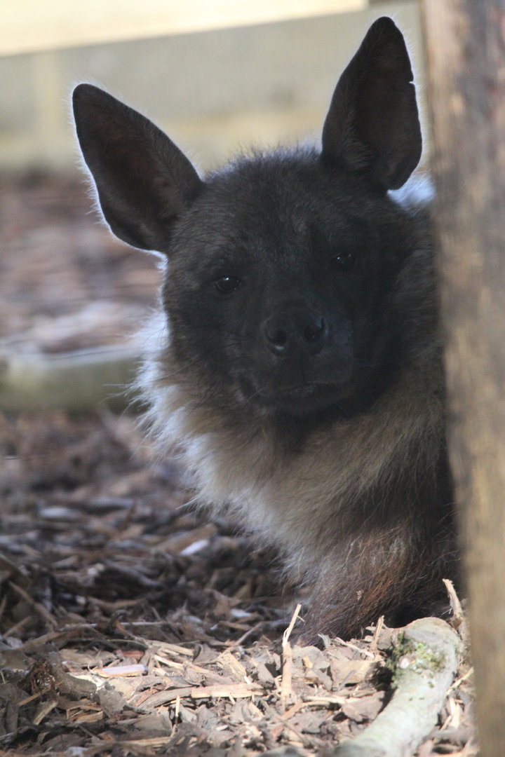 Brown Hyena- 6th November 2023