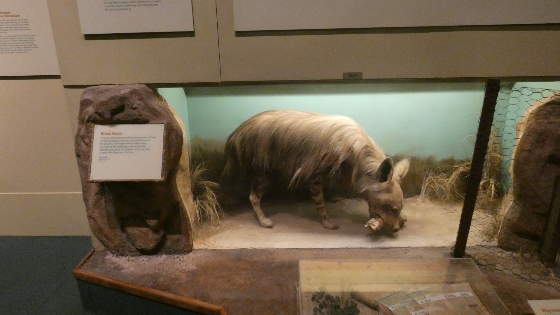 Brown Hyena, Africa - Feb. 2022