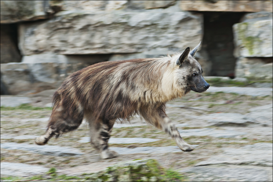 Brown hyena at Berlin Tierpark