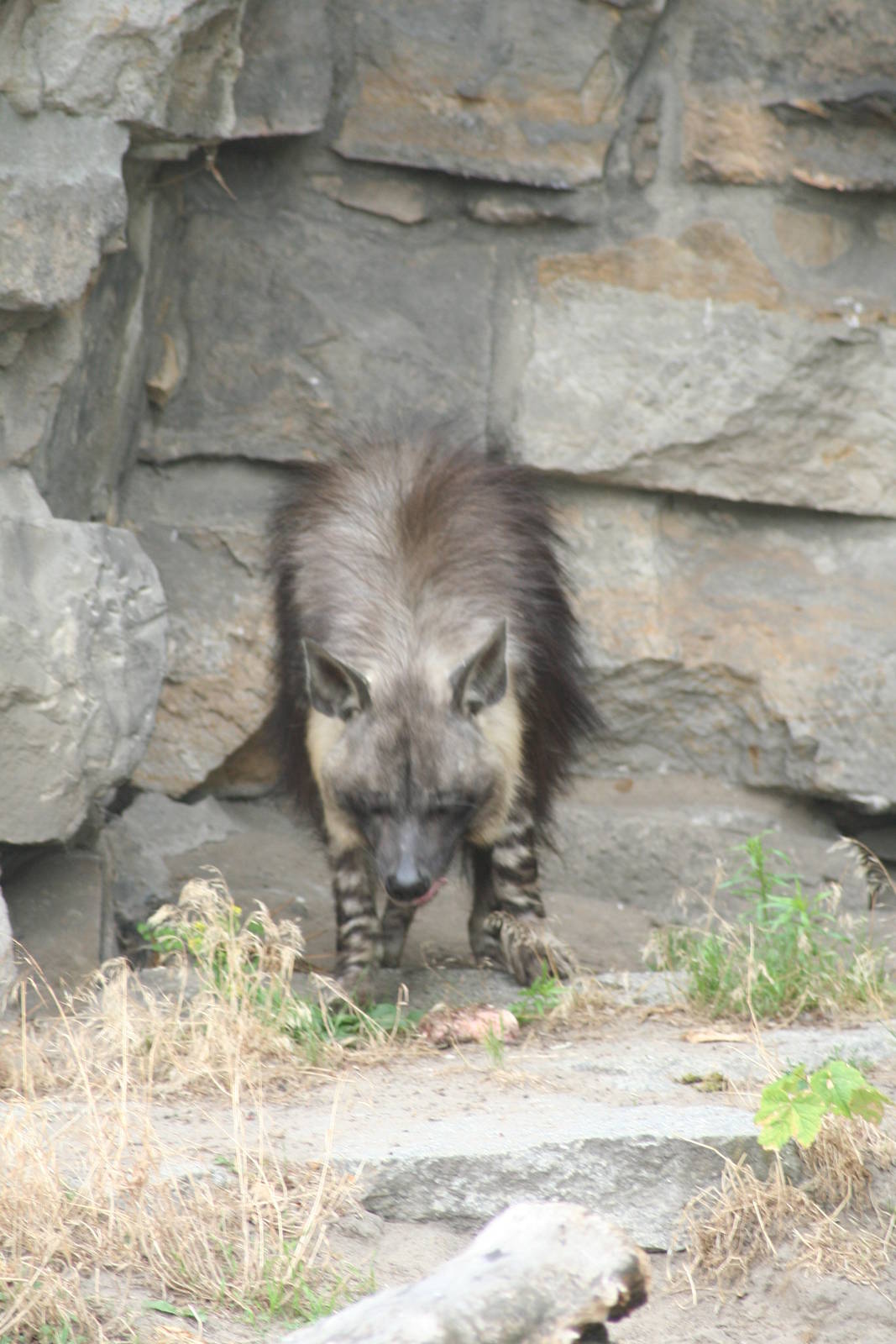 Brown hyena - Berlin tierpark July 08