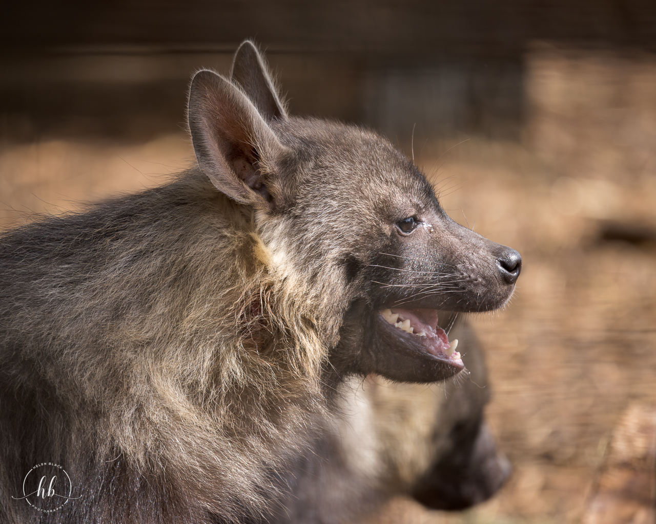 Brown Hyena cub (Harley) / Hamerton / 18-4-24