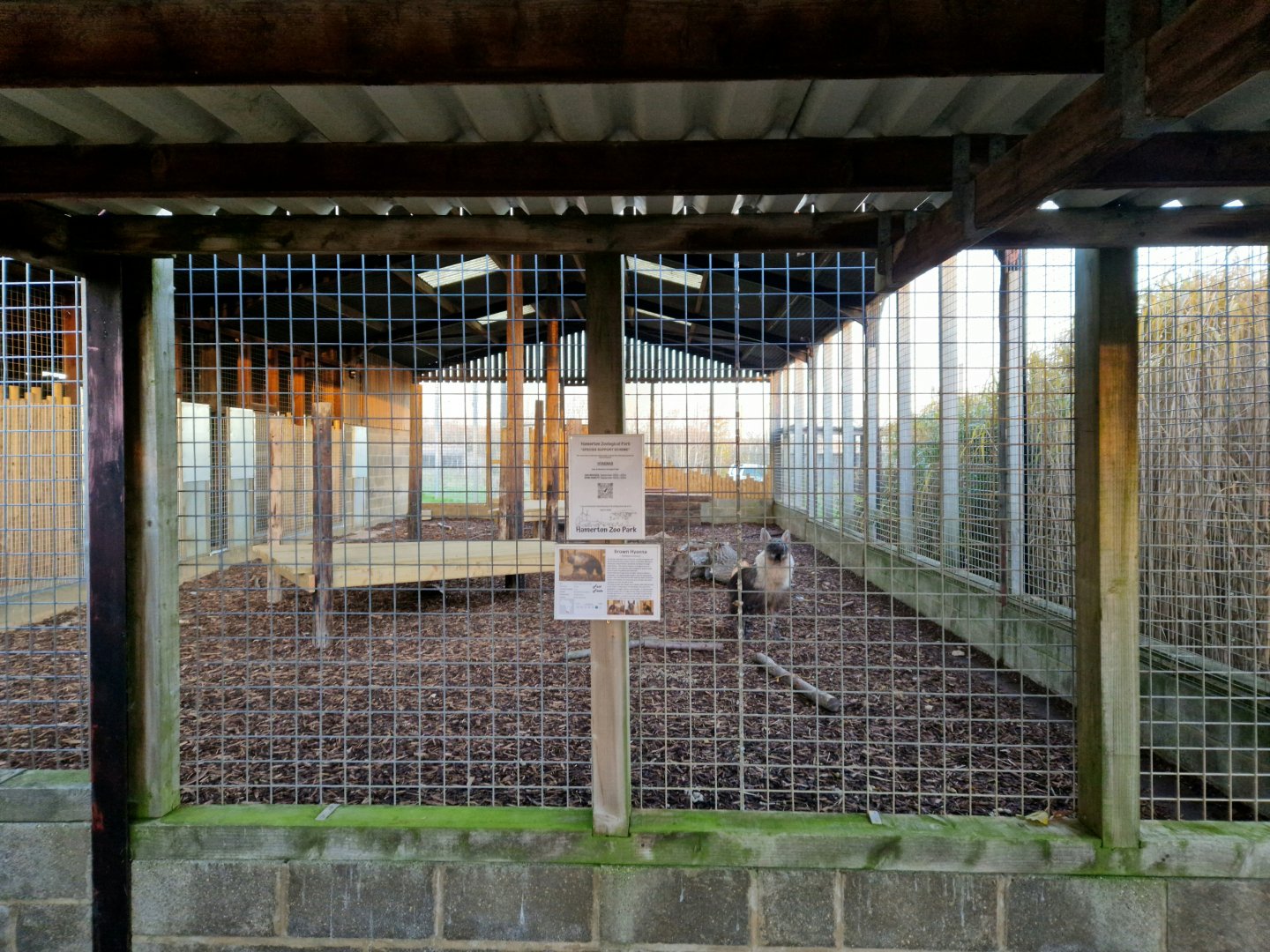 Brown hyena enclosure main view