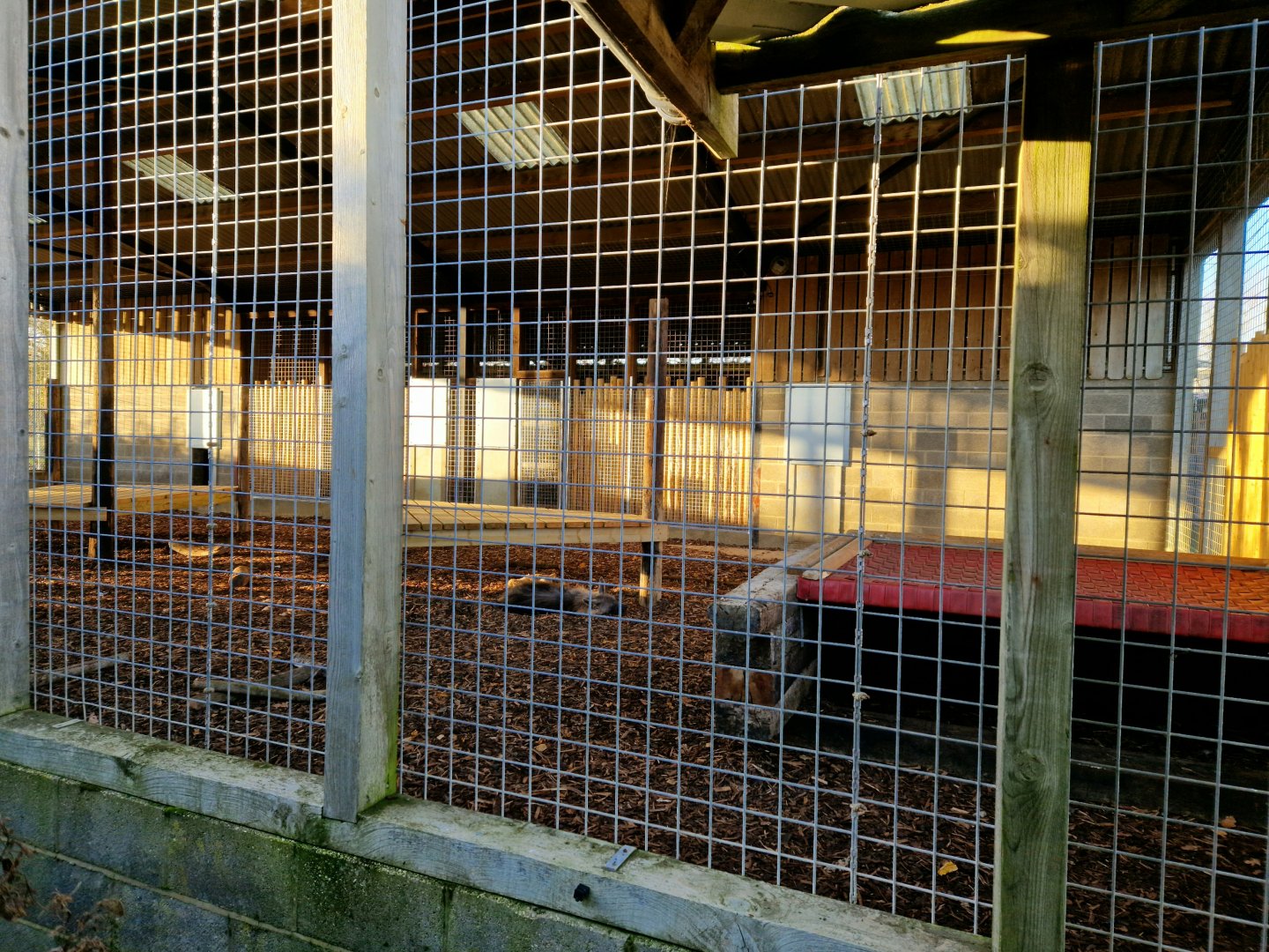 Brown hyena enclosure side view