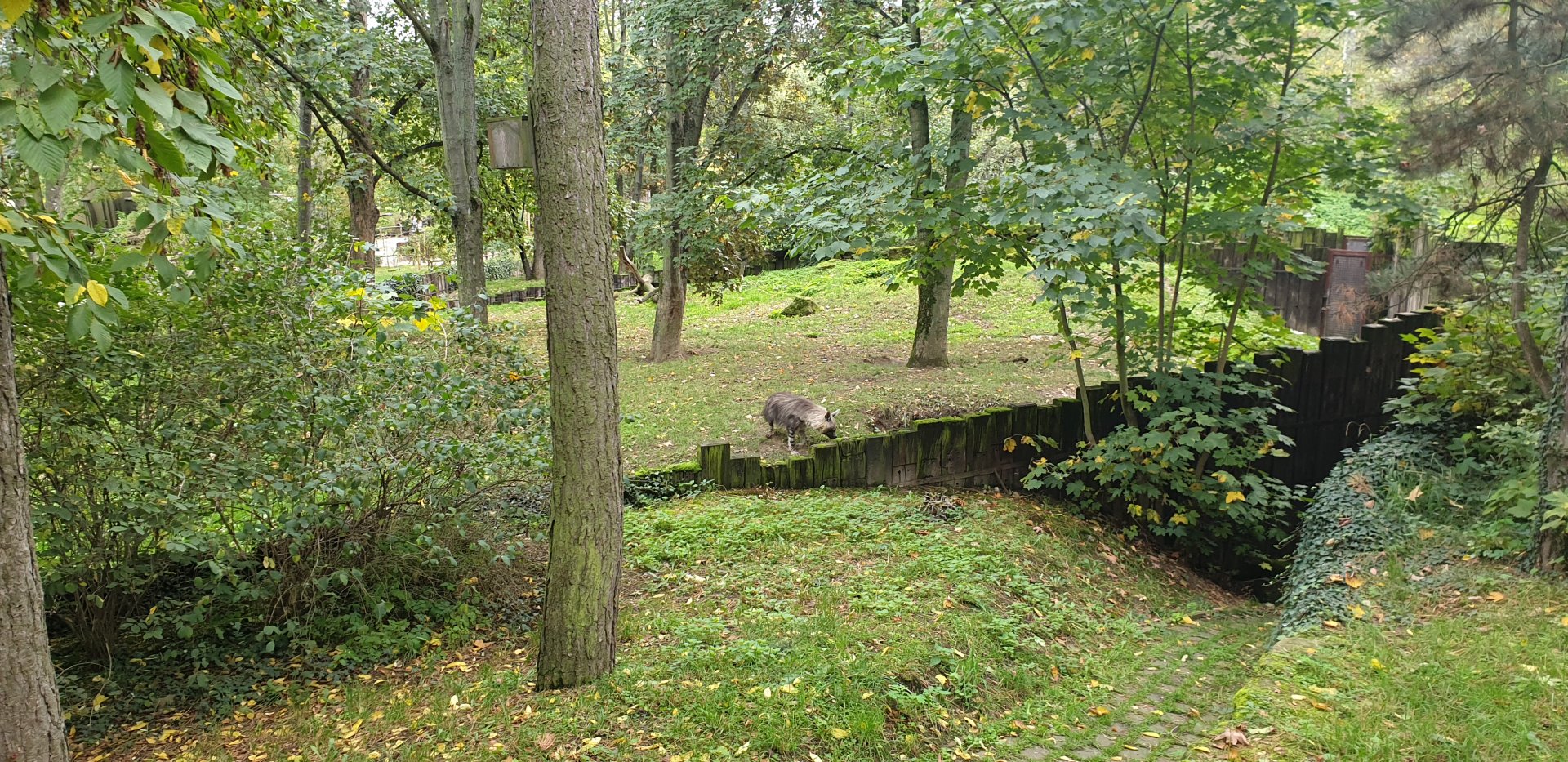 Brown Hyena enclosure