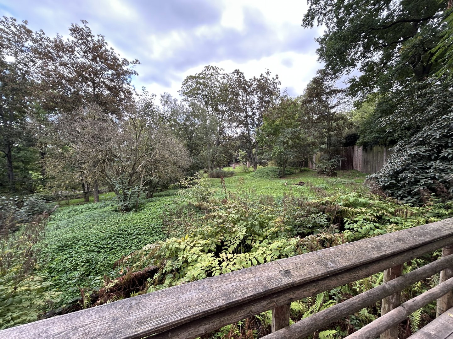 Brown Hyena Exhibit #2