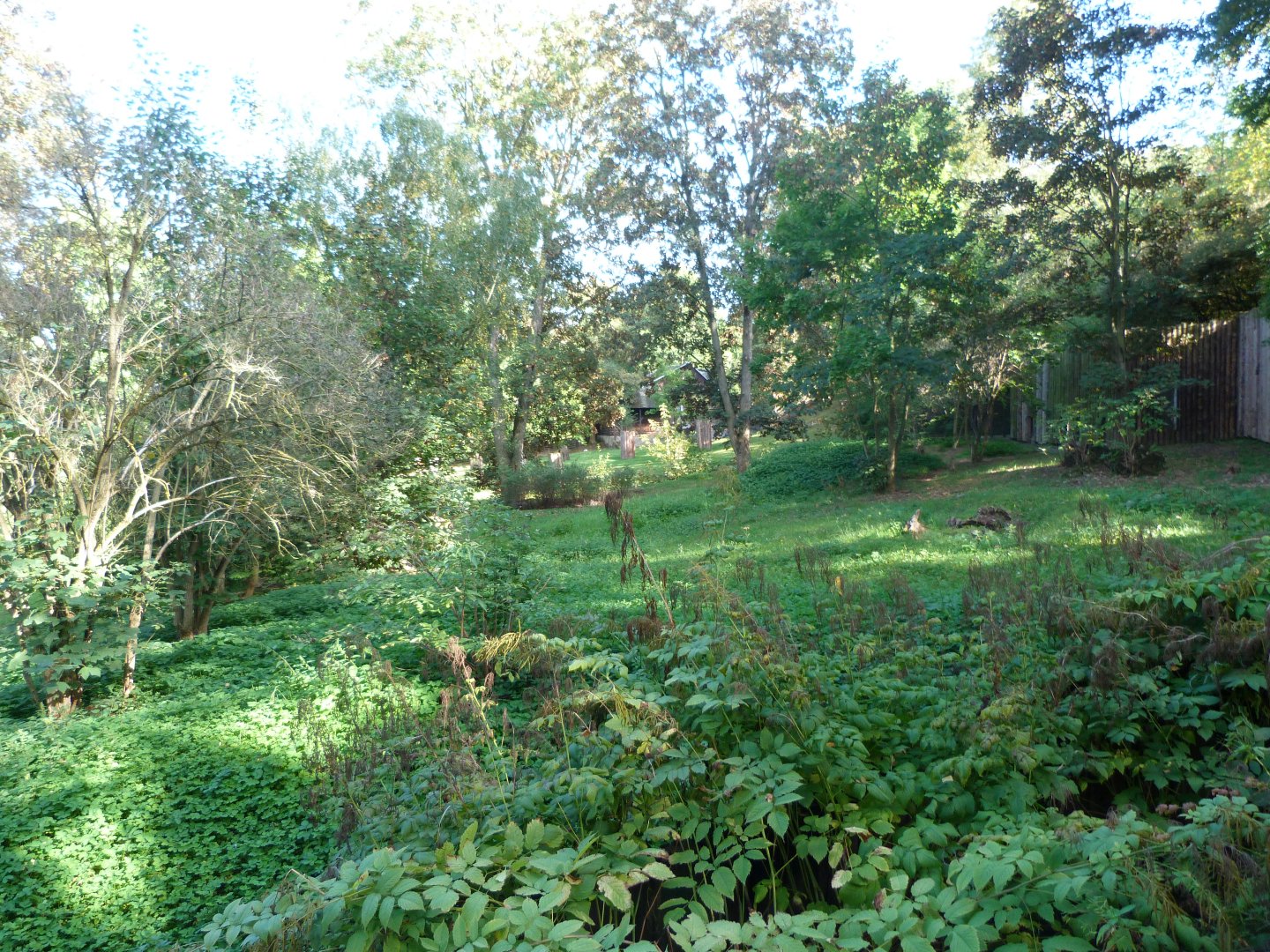 Brown hyena exhibit -Zoo Praha (2025)