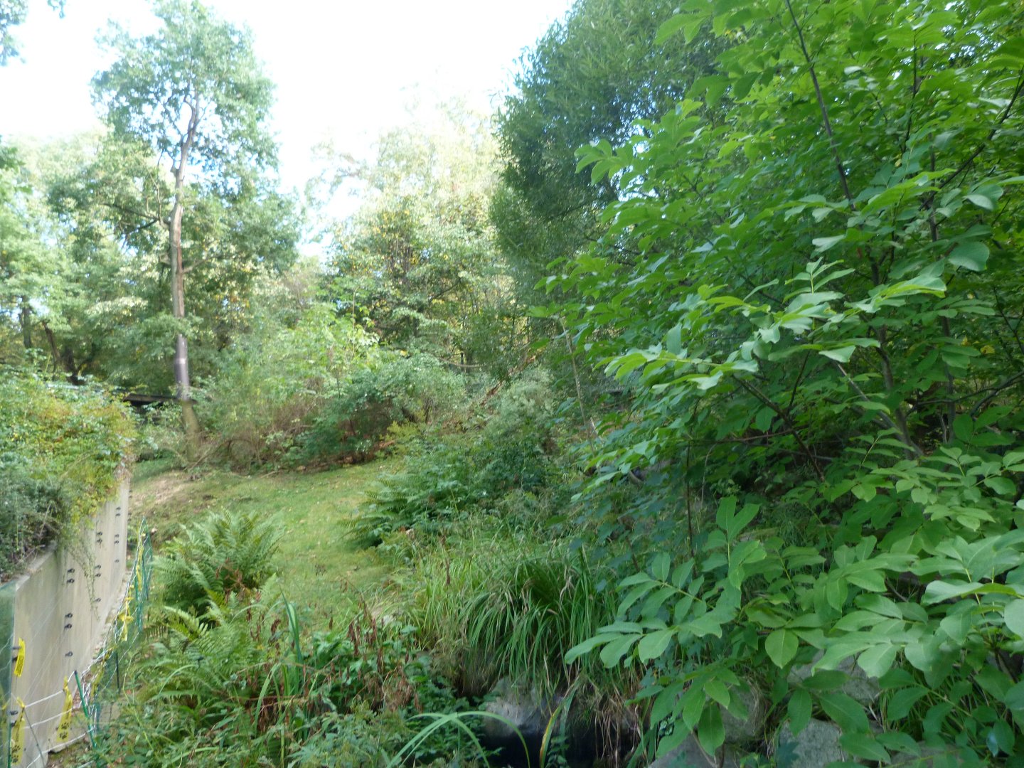 Brown hyena exhibit -Zoo Praha (2025)