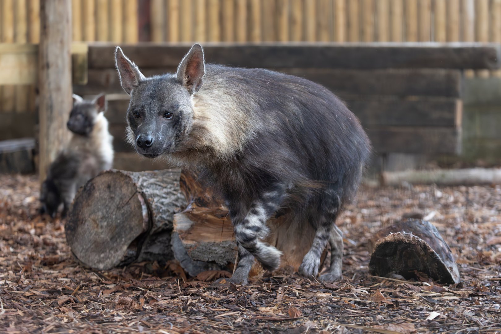Brown Hyena (f) Amari and pup / Hamerton / 3-1-24