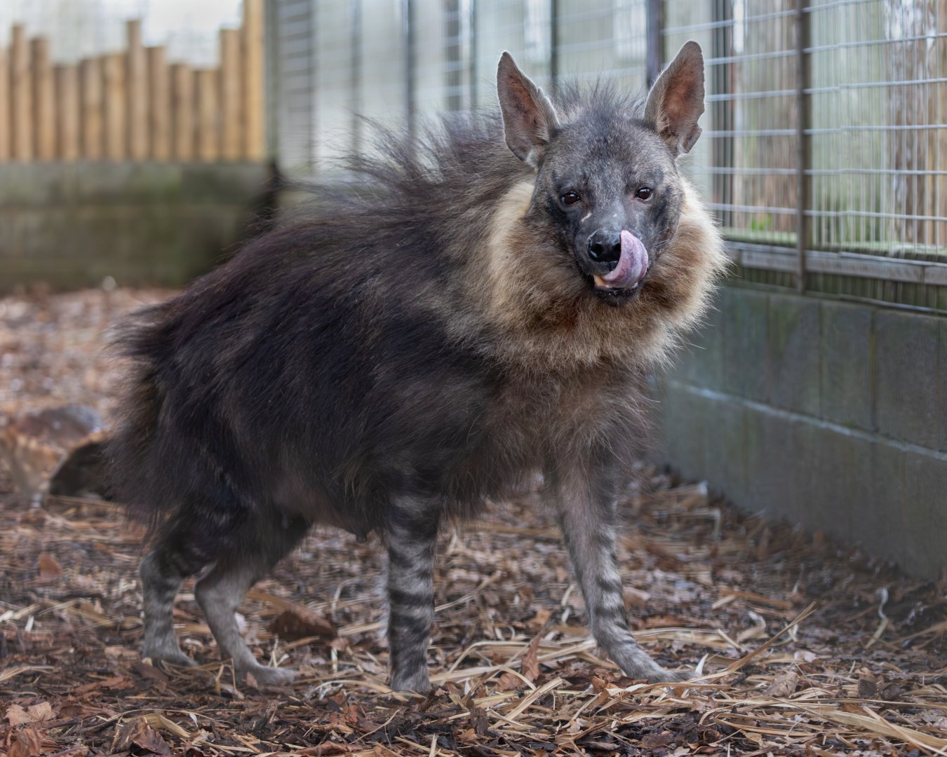 Brown Hyena (f) Amari / Hamerton / 3-1-24
