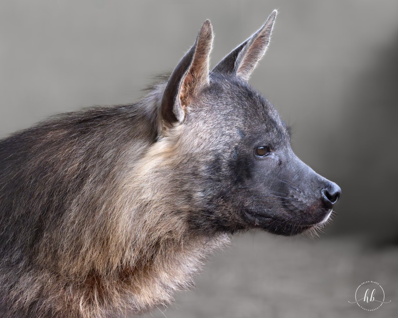 Brown Hyena (f) Amari / Hamerton / 8-3-24