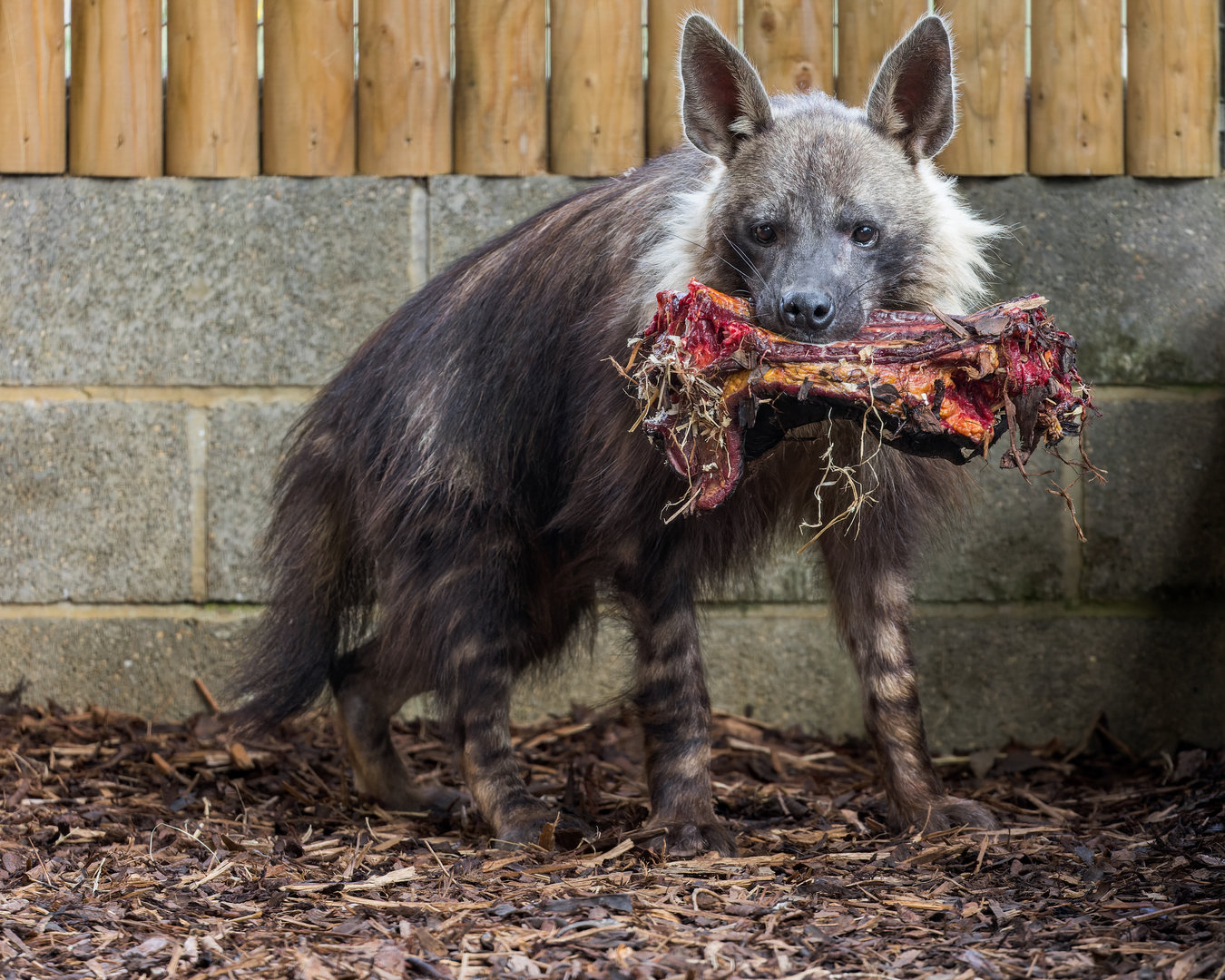 Brown Hyena (f) Shenzi / Hamerton / 13-9-23